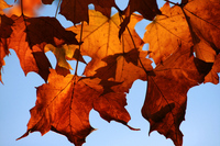 Fall Maple